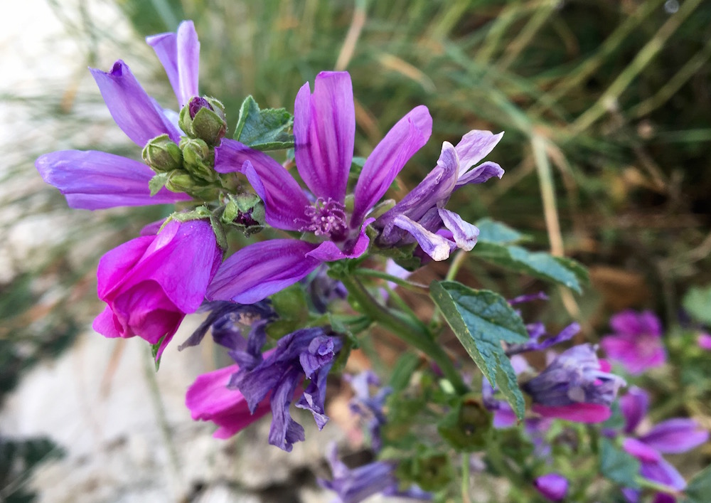 The Diary of a Botany Beginner