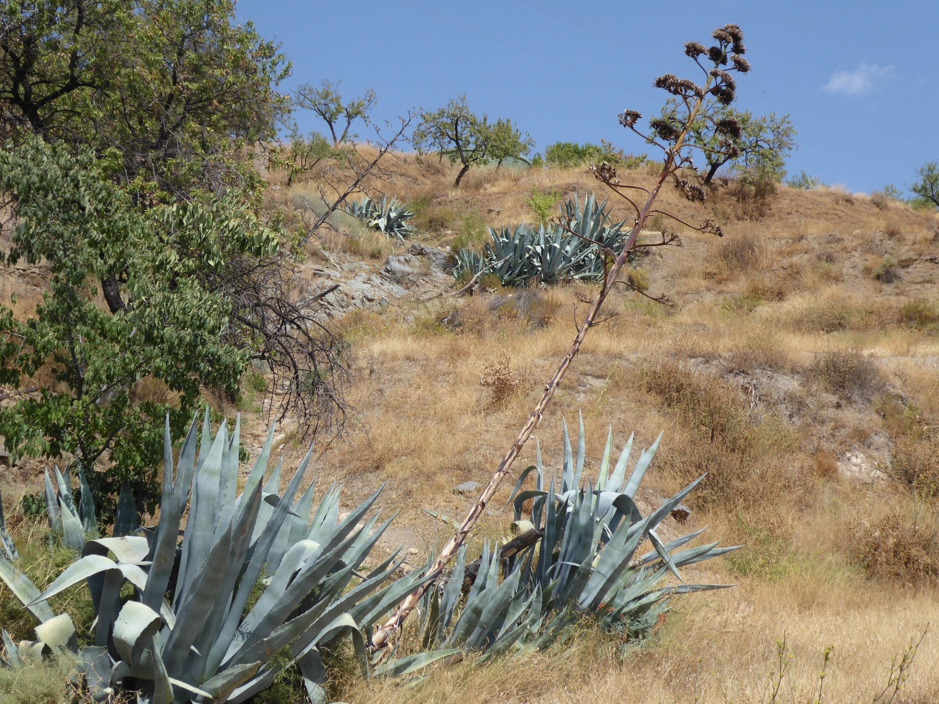 Agave americana